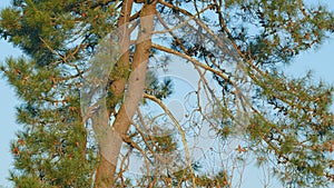 The Wind Sways The Pine Branches In A Wild Woodland. Long Needles Sways In The Wind. Tilt down.