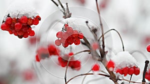 The wind sways the red clusters of mountain ash