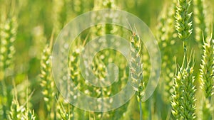 Wind sways wheat in field and waves of crops. Ears of golden barley move in wind. Wheat ears on a wind at day. Close up.