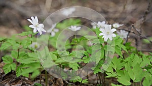 wind sways the white flowers of the spring anemone primroses