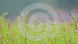 The wind sways the wildflowers and grasses in the field