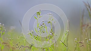 The wind sways the wildflowers and grasses in the field, nature landscape