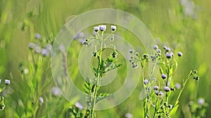 The wind sways the wildflowers and grasses in the field, nature landscape