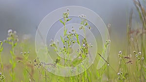 The wind sways the wildflowers, nature ecology landscape