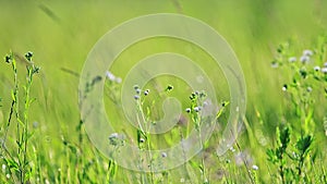 The wind sways the wildflowers, nature ecology landscape