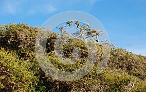 Wind swept bushes on Crescent Bay, North Laguna Beach, California.