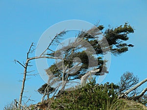 Wind Swept Coastal Trees