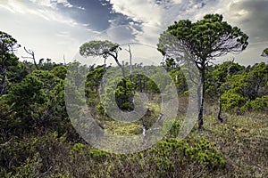 A wind swept forest along the popular Bog Trail hiking network with coastal Shore Pine Trees in Pacific Rim National Park near