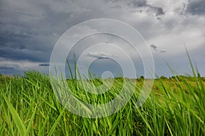 Wind swept grass and stormy sky