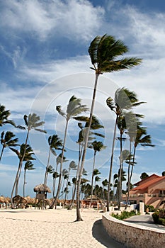 Wind Swept Palm Tree Resort