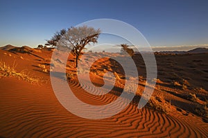 Wind swept patterns in the sand on a red sand dune