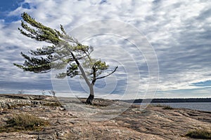 Wind Swept Pine