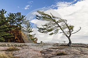 Wind Swept Pine