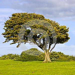 wind swept tree