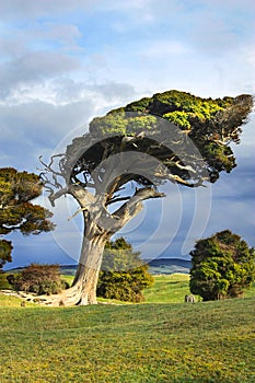 Wind swept tree, New-Zealand