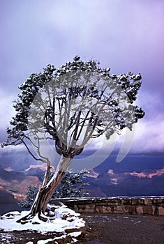 Wind-Swept Tree on West Rim Grand Canyon photo