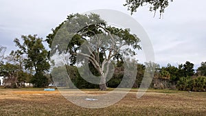 Wind swept tree