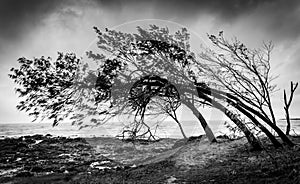 Wind Swept Trees