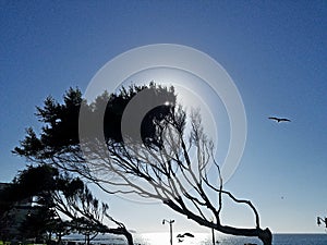 Wind swept trees over ocean