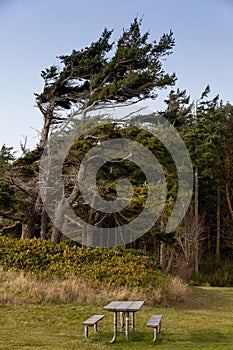 Wind Swept Trees and Picnic Table