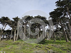 Wind-swept trees of the Sutro Park in San Francisco