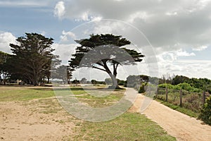 Wind swept trees