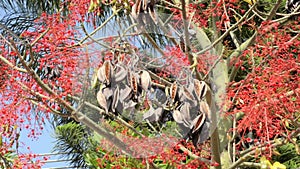 Wind swings bottle tree seeds