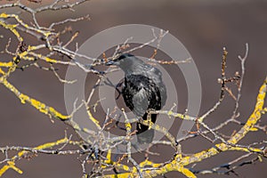 Wind-tousled raven on a branch with autumn leaves
