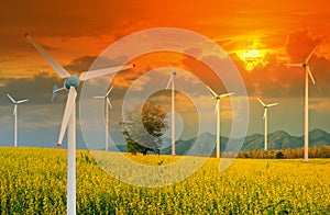 Wind Turbine for alternative energy in Yellow flowers field of Crotalaria with power poles and light shines sunset.