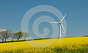 Wind Turbine amongst Rapeseed