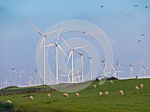 Wind Turbine and Birds photo