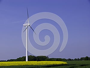 Wind Turbine in a Canola Field