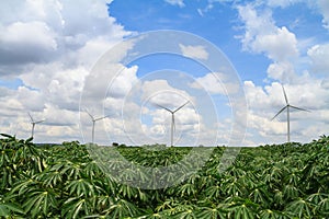 Wind turbine in casava farm