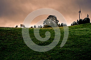 Wind turbine, cow, meadow and trees. Cattle grazing on the meadow with wind turbine and trees in the background.