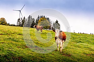 Wind turbine, cow, meadow and trees. Cattle grazing on the meadow with wind turbine and trees in the background.