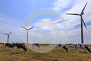 Wind turbine and cows in meadow