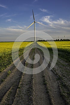 Wind turbine at the end of a road in a canola field