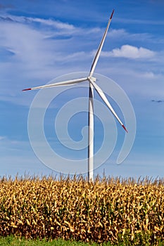 Wind turbine farm in corn field