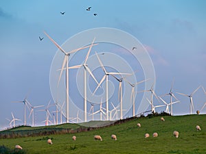 Wind Turbine and Birds photo