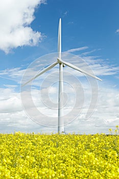 Wind Turbine In Field Of Oil Seed