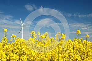 Wind turbine on field of oilseed