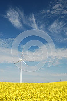 Wind turbine on field of oilseed