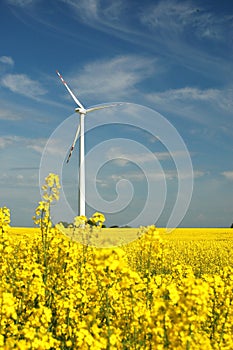 Wind turbine on field of oilseed