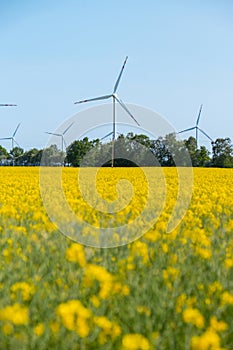 Wind turbine on grassy yellow field against cloudy blue sky in rural area during sunset. Offshore windmill park with