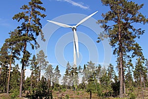 Wind Turbine in Pine Forest