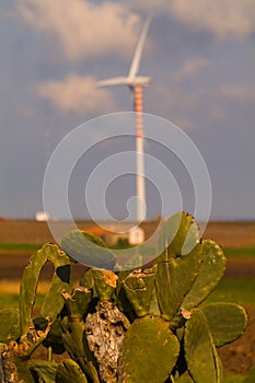 Wind turbine and prickly pear photo