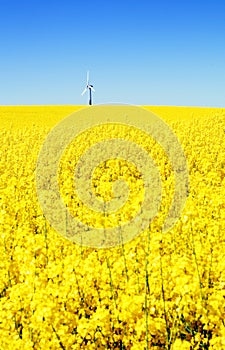 Wind turbine rapeseed field