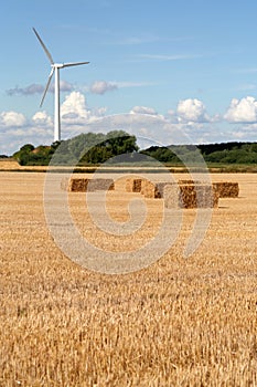 Wind Turbine and Wheat Field