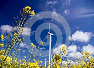 Wind turbine, yellow field.