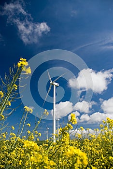 Wind turbine, yellow field.